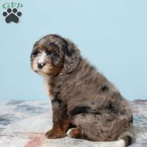 Banjo, Mini Bernedoodle Puppy